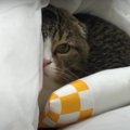 走り回る息子猫くんと布団に潜る寒がりなパパ猫さん！