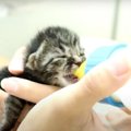 子猫ちゃんのために湯たんぽ作り！湯たんぽで暖まる生まれたての子猫…