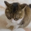 保護猫が飼い主のお出かけを『察知』した結果…『激おこ』で阻止する姿…