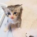 腹ペコの子猫たちが『ミルクの匂い』に気づいた結果…たまらなく可愛い…