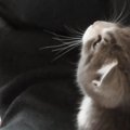 抱っこしてほしい子猫→大きな声で鳴き始めて…反則級に可愛い『全力アピー…