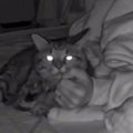 パパの寝返りで起きてしまったキジトラ猫→次の瞬間…夜中に偶然撮影された…