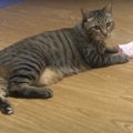 お気に入りのオモチャが手放せない猫ちゃん♡