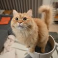 猫にとって危険な『キャットタワー』があるって本当？飼い主がチェッ…