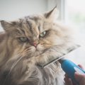 猫に『ごめんなさい』はどう伝えたらいい？4つの方法