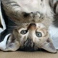 猫が『寝転がる』時の心理５選！急にゴロゴロするのには意味がある？