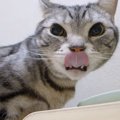 パパさんの一言で食が進む猫ちゃん