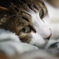 猫が『チラ見』してくる時の気持ち4つ