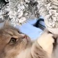 クリスマスツリーを『初めて見た猫』の反応が……思わず胸キュンの光景…