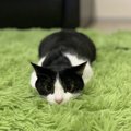 猫が『ツチノコポーズ』をする理由