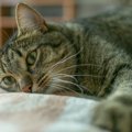 猫を呼んでも反応しない時に考えられる３つの要因