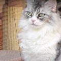 外に猫が来た！？縄張りを守るためにらみ続けるボス猫さん