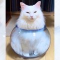 『このツボと一緒に生きていくにゃ』悟りを開いた猫ちゃんの表情がジ…