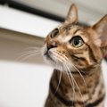 猫が尿を飛ばす『スプレー行為』をする理由3つ　どんな意味があるの？ニオ…