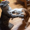 猫の『遊びとケンカ』を見分けるためのポイント3つ　仕草や態度の違いから…