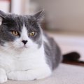 猫がムスーっと『不機嫌』になっているときの4つの仕草　どんな対応す…