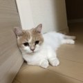 運動が苦手な猫ちゃんを上手く遊ばせるコツとは？