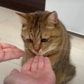 ママとパパどっちが好き？猫ちゃんが選んだのは…