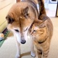 大好きな同居犬が他の部屋に移動したら、ネコが…とんでもなく『尊い光…