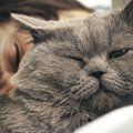 猫が『面白い』と感じる飼い主の行動3つ