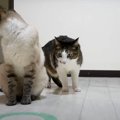 まぼろし？！猫ちゃん異世界へ転送されるの巻