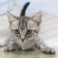 『猫を飼うのは楽』って本当？実際はどうなの？