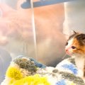 ひとりぼっちで鳴いていた子猫を保護→先輩猫たちがそっと見守って…『…