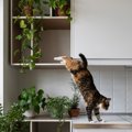 猫との暮らしで注意したい『騒音トラブル』3選　近所にも聞こえている？対…