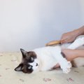 猫が『きれい好き』なのはなぜ？考えられる4つの理由　飼い主さんがで…
