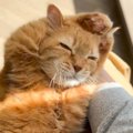 猫が一生懸命『毛づくろい』していたら…ワケがわからなくなってしまっ…