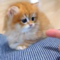 クッションの上にいる子猫を撫でた結果→人間の手にビックリしてしまい…