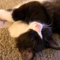 保護から40日目の子猫→寝ている姿を見てみると…もはや芸術的な『ほほ…