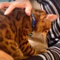 猫愛の強いお父さんに捕まった猫くん、逃げ切れるのか！？