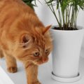 猫が『物に当たらずに歩ける』4つの理由　狭い隙間でもスイスイ歩けるのは…
