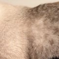 『多分私のことほんとの親だと思ってる』→猫が見せた『まさかの甘え方』に…