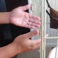 ケージの中で過ごす保護子猫→飼い主が手を伸ばして待っていると…可愛すぎ…