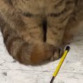 ドライヤーで髪を乾かしていると、『おもちゃを持ってきた猫』→表情を見る…