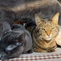 猫が『猫に乗られた』ときの反応…明らかに不満そうな表情が面白すぎる…