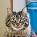 猫が飼い主を『じっと見つめる』ときの原因3つと対処法