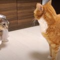 一目散にぴゅーん！猫ちゃんの喧嘩回避術