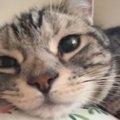 飼い主さんのお腹に『猫が頭を乗せていた理由』が…『尊すぎるシチュエーシ…