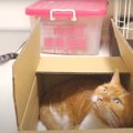 箱に入りたいな〜。なかなか順番が回ってこない猫ちゃん