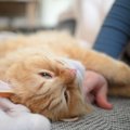 猫が『愛情不足』に陥っているサイン5つ　見逃せない行動やスキンシップの…
