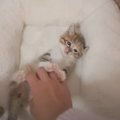 子猫のお腹を『くすぐってみた』結果…まさかの動きが反則級に可愛すぎ…