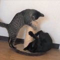 気まず〜い！仲良し姉妹猫でも見間違える時もある