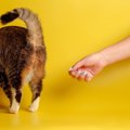 猫が『嫌だなぁ』と拒否感を抱くもの5選