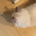 足元にいたラグドールの猫→飼い主さんが『名前を呼んでみる』と……可愛…