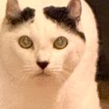 実家に帰ったら、猫が『まさかのポーズ』でじっと見つめてきて…笑って…