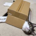 ふと見たら、『ダンボールをかぶっていた猫』…まさかの可愛すぎる瞬間…