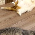暖かい春、ふと『床』を見ると…猫たちの『微笑ましい様子』に１万いいね「…